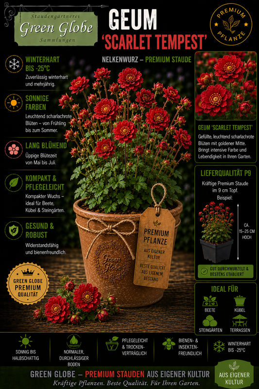 Geum 'Scarlet Tempest' – Rarität | Winterharte Nelkenwurz | Leuchtend scharlachrote Blüten | Bienenfreundlich | Premium P9