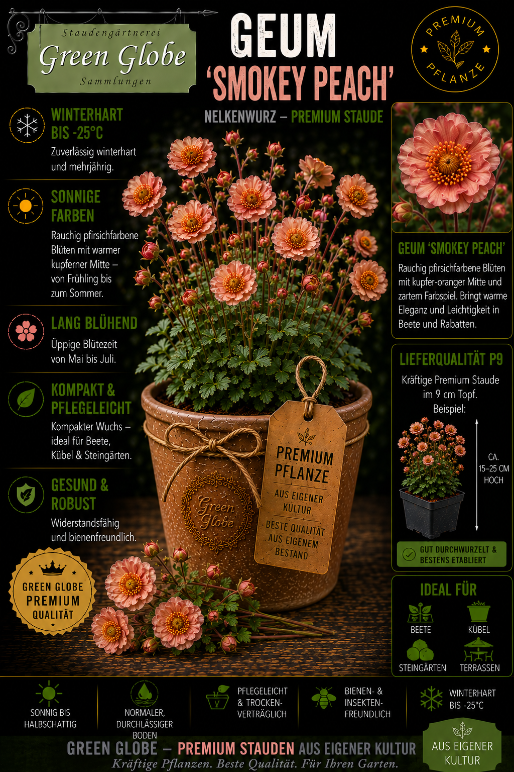 Geum 'Smokey Peach' – Rarität | Winterharte Nelkenwurz | Rauchig-apricotfarbene Blüten | Bienenfreundlich | Premium P9