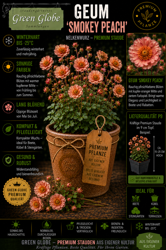 Geum 'Smokey Peach' – Rarität | Winterharte Nelkenwurz | Rauchig-apricotfarbene Blüten | Bienenfreundlich | Premium P9