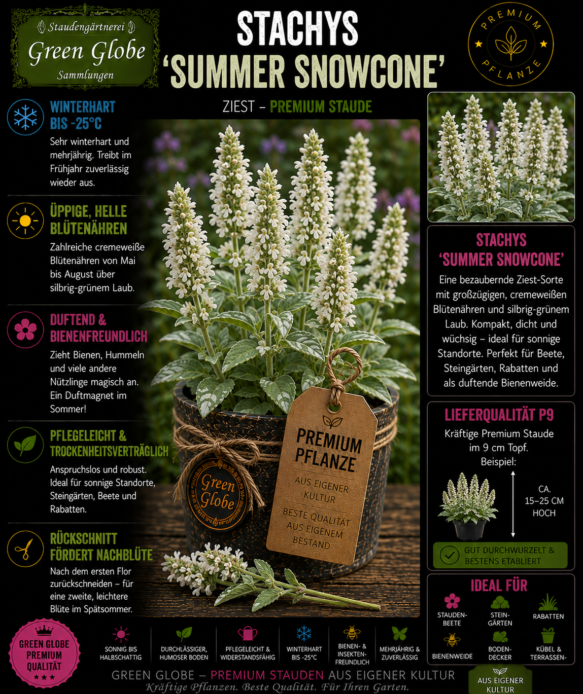 Stachys 'Summer Snowcone' – Rarität | Ziest | Reinweiße Blüten | Winterhart | Bienenfreundlich | Premium P9