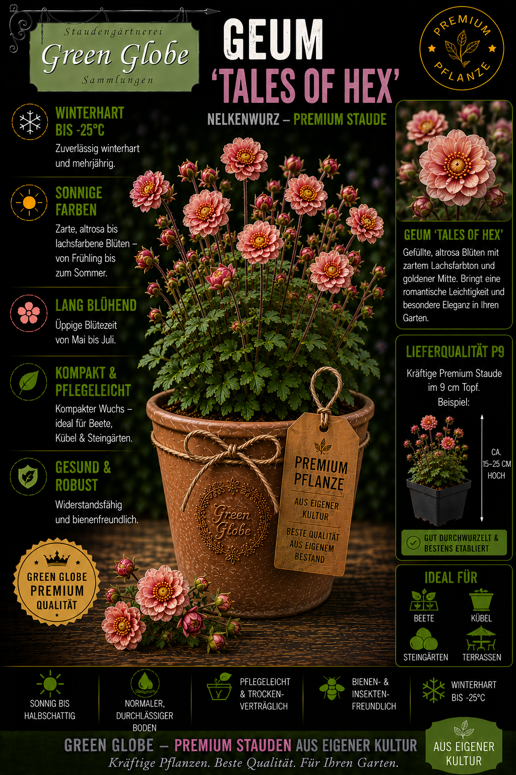 Geum 'Tales of Hex' – Rarität | Winterharte Nelkenwurz | Außergewöhnliche Blüten | Bienenfreundlich | Premium P9