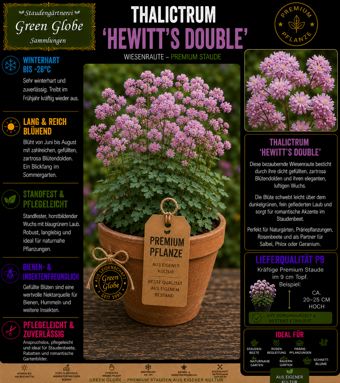 Thalictrum 'Hewitt's Double' – Rarität | Wiesenraute | Gefüllte lavendelrosa Blüten | Winterhart | Bienenfreundlich | Premium P9