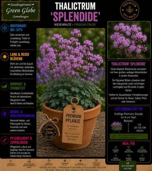 Thalictrum 'Splendide' – Rarität | Wiesenraute | Filigrane violettrosa Blütenwolken | Winterhart | Bienenfreundlich | Premium P9