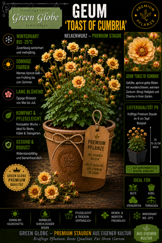 Geum 'Toast of Cumbria' – Rarität | Winterharte Nelkenwurz | Elegante apricotfarbene Blüten | Bienenfreundlich | Premium P9