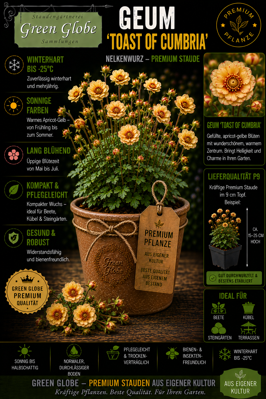 Geum 'Toast of Cumbria' – Rarität | Winterharte Nelkenwurz | Elegante apricotfarbene Blüten | Bienenfreundlich | Premium P9