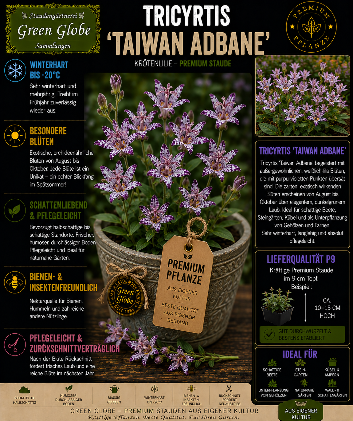 Tricyrtis 'Taiwan Adbane' – Rarität | Krötenlilie | Exotische Orchideenblüten | Winterhart | Premium P9