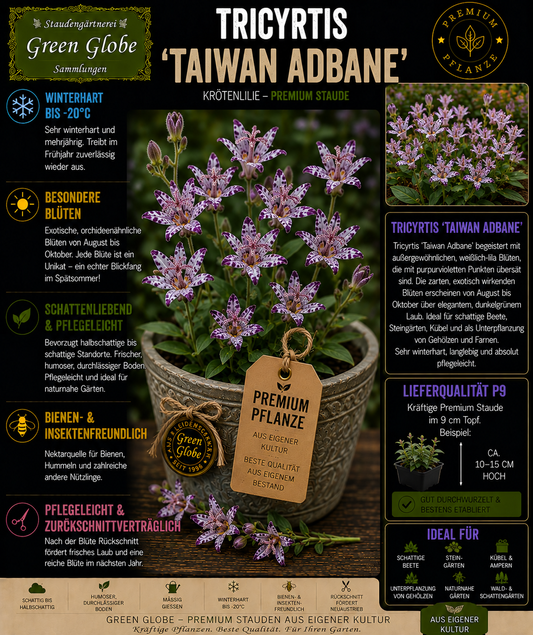 Tricyrtis 'Taiwan Adbane' – Rarität | Krötenlilie | Exotische Orchideenblüten | Winterhart | Premium P9