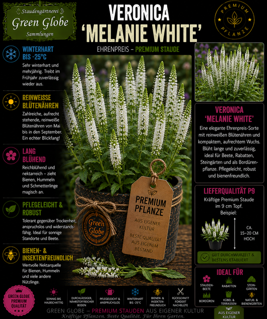 Veronica 'Melanie White' – Rarität | Ehrenpreis | Reinweiße Blütenkerzen | Winterhart | Bienenfreundlich | Premium P9