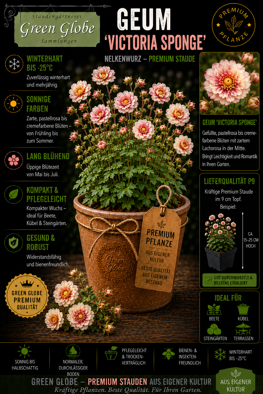 Geum 'Victoria Sponge' – Rarität | Winterharte Nelkenwurz | Zarte creme-apricotfarbene Blüten | Bienenfreundlich | Premium P9