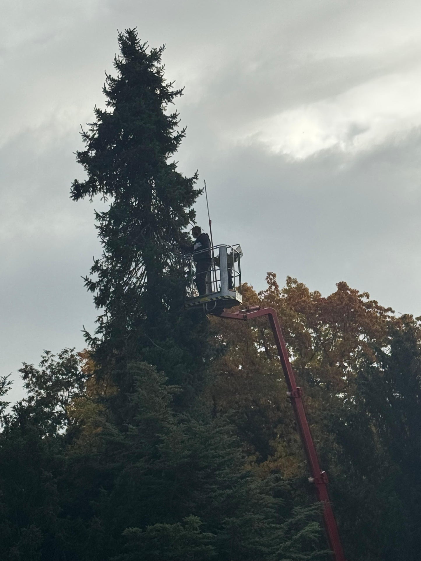 Baumfällung