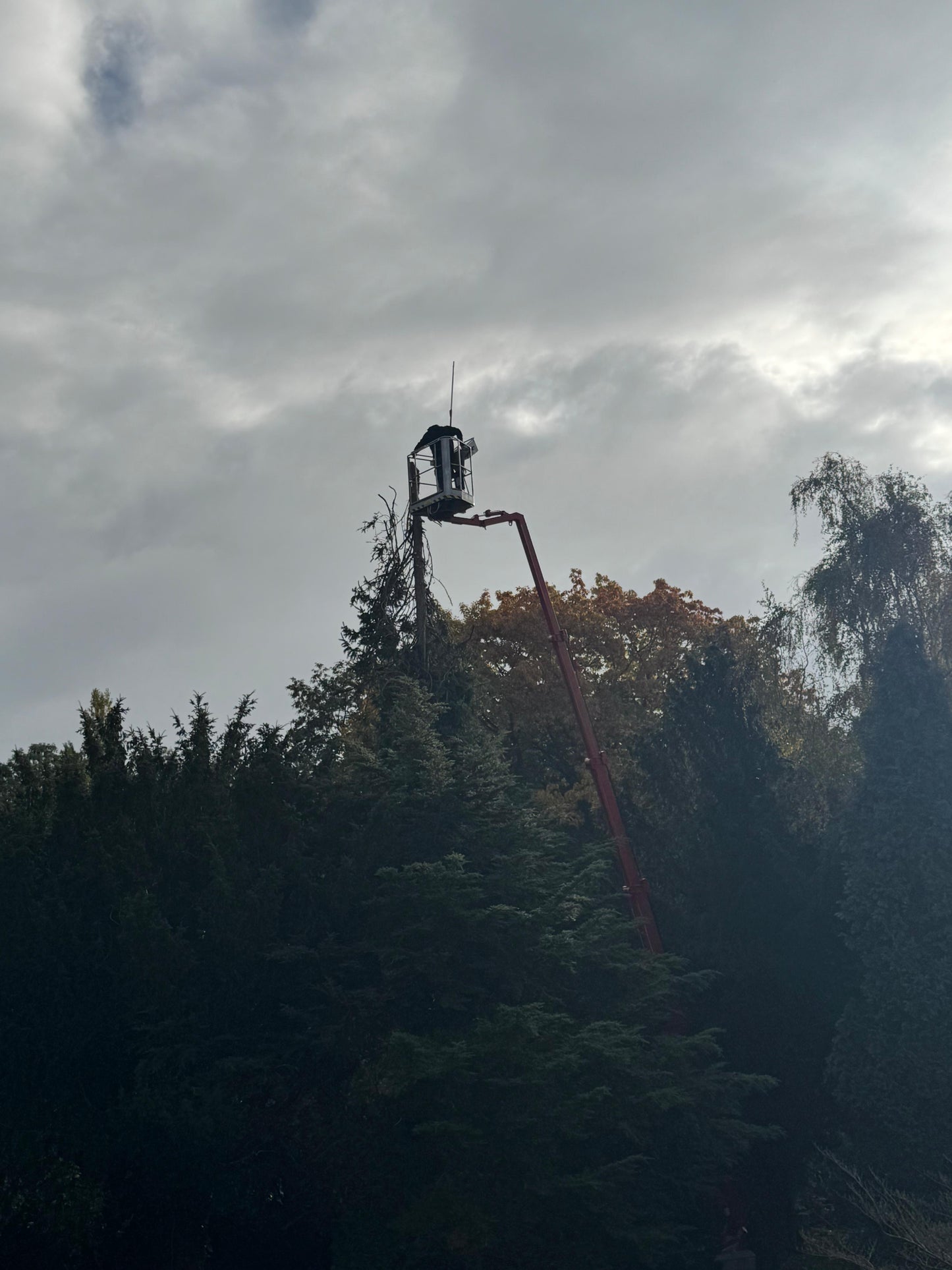 Baumfällung