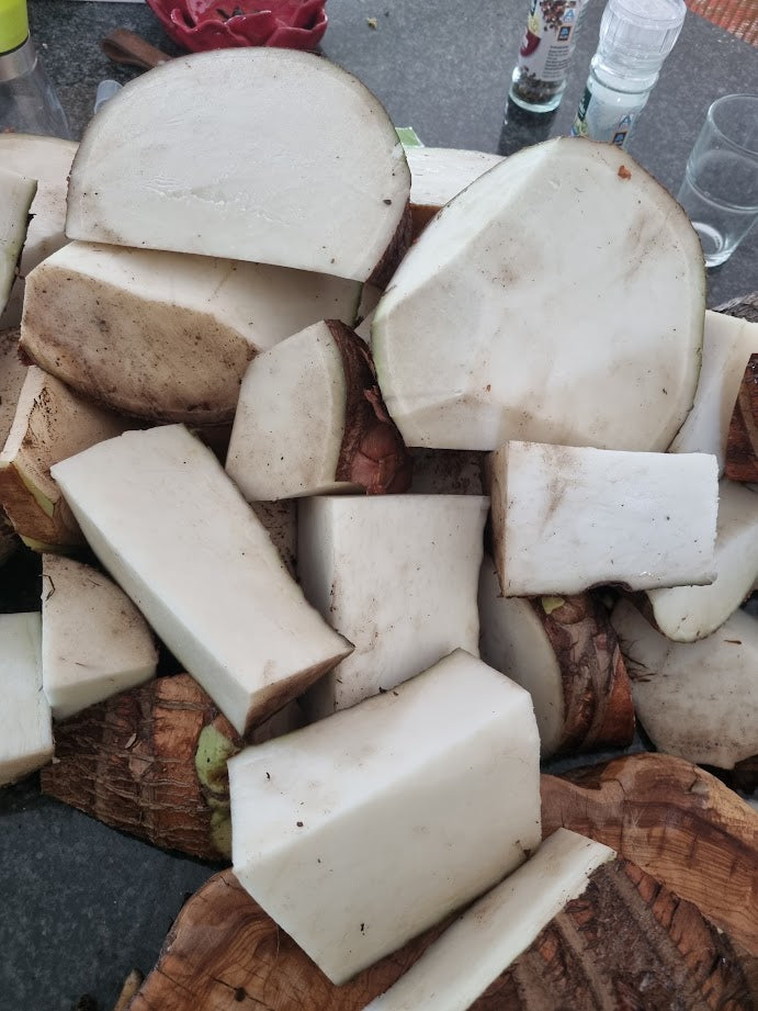 Alocasia macrorrhizos Borneo Giant – Image 9 : sections de tige et de rhizome fraîchement coupées