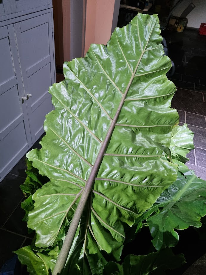 Alocasia macrorrhizos Borneo Giant – großes gerüschtes Blatt mit kräftiger Nervatur