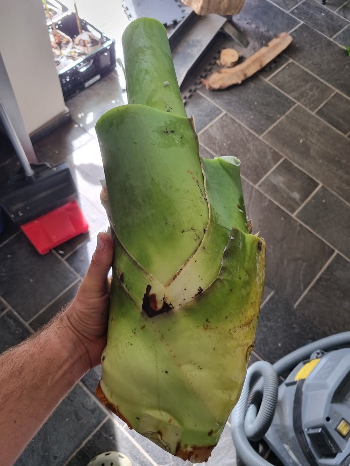 Alocasia macrorrhizos Borneo Giant – kräftiger Haupttrieb nach Teilung