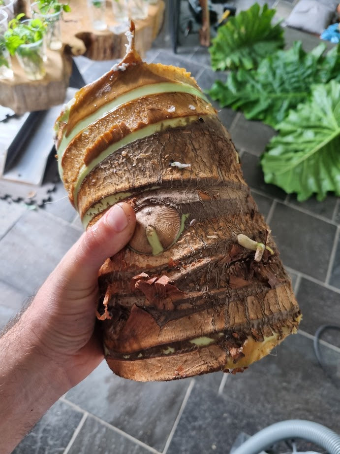 Alocasia macrorrhizos Borneo Giant – Stamm- und Rhizomstück mit Augen