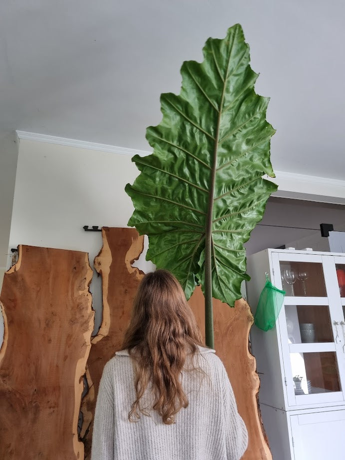 Alocasia Borneo Giant – riesiges Blatt der Mutterpflanze als Größenvergleich
