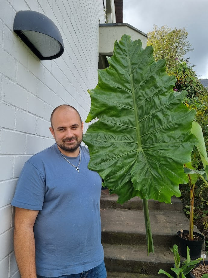 Alocasia macrorrhizos Borneo Giant – riesiges Blatt der ca. 3 m Mutterpflanze als Größenvergleich