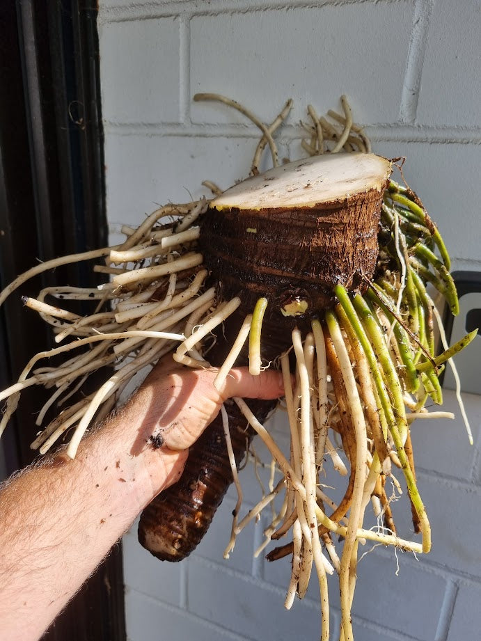 Alocasia macrorrhizos Borneo Giant – kräftiges Wurzelstück der geteilten Mutterpflanze