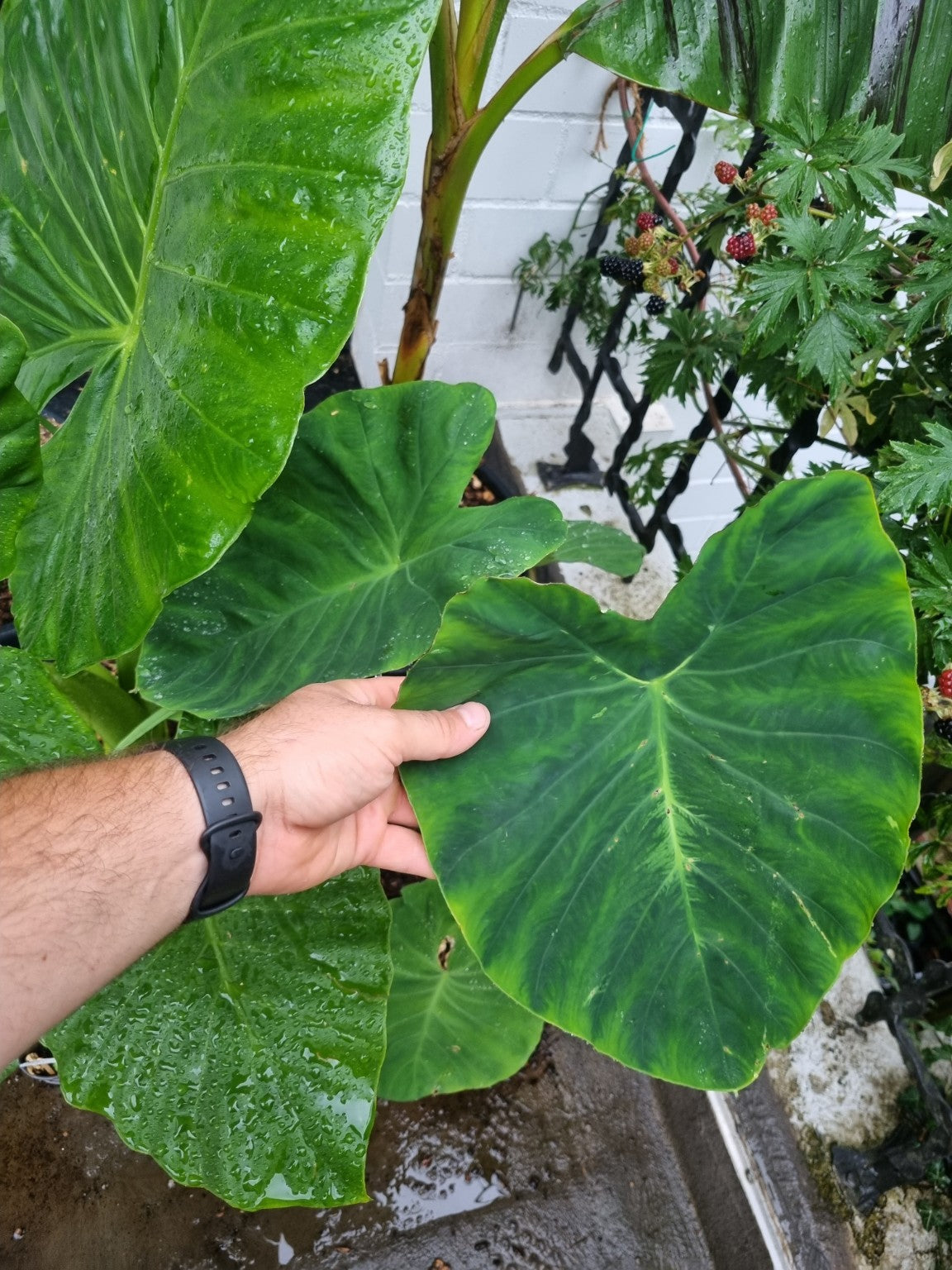 Colocasia esculenta – großes Blatt eines wenige Monate alten, selbst aus einer Knolle gezogenen Exemplars