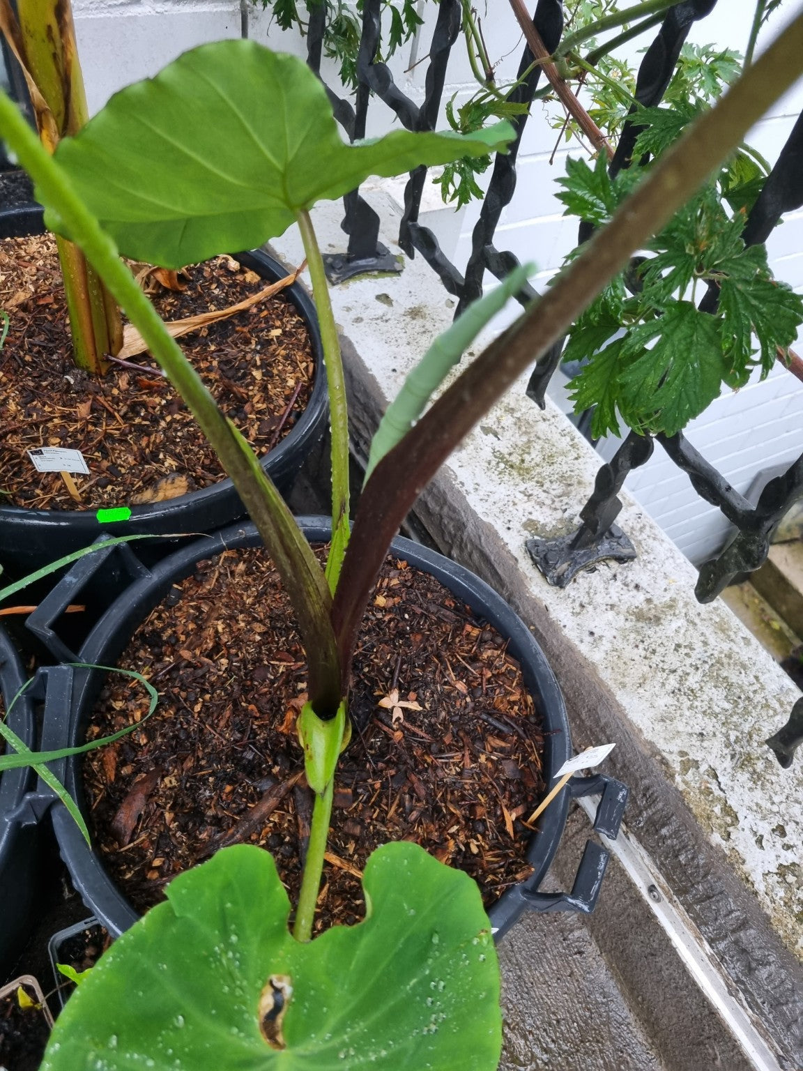 Colocasia esculenta – wenige Monate altes, selbst aus einer Knolle gezogenes Exemplar