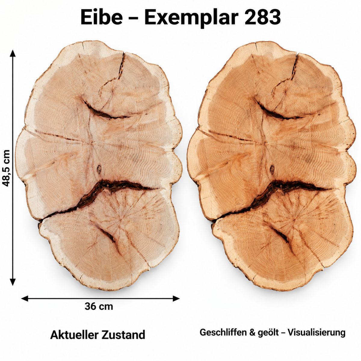 Eibe – Exemplar 283, Maße 48,5 × 36 cm, aktueller Zustand und geschliffen & geölt Visualisierung