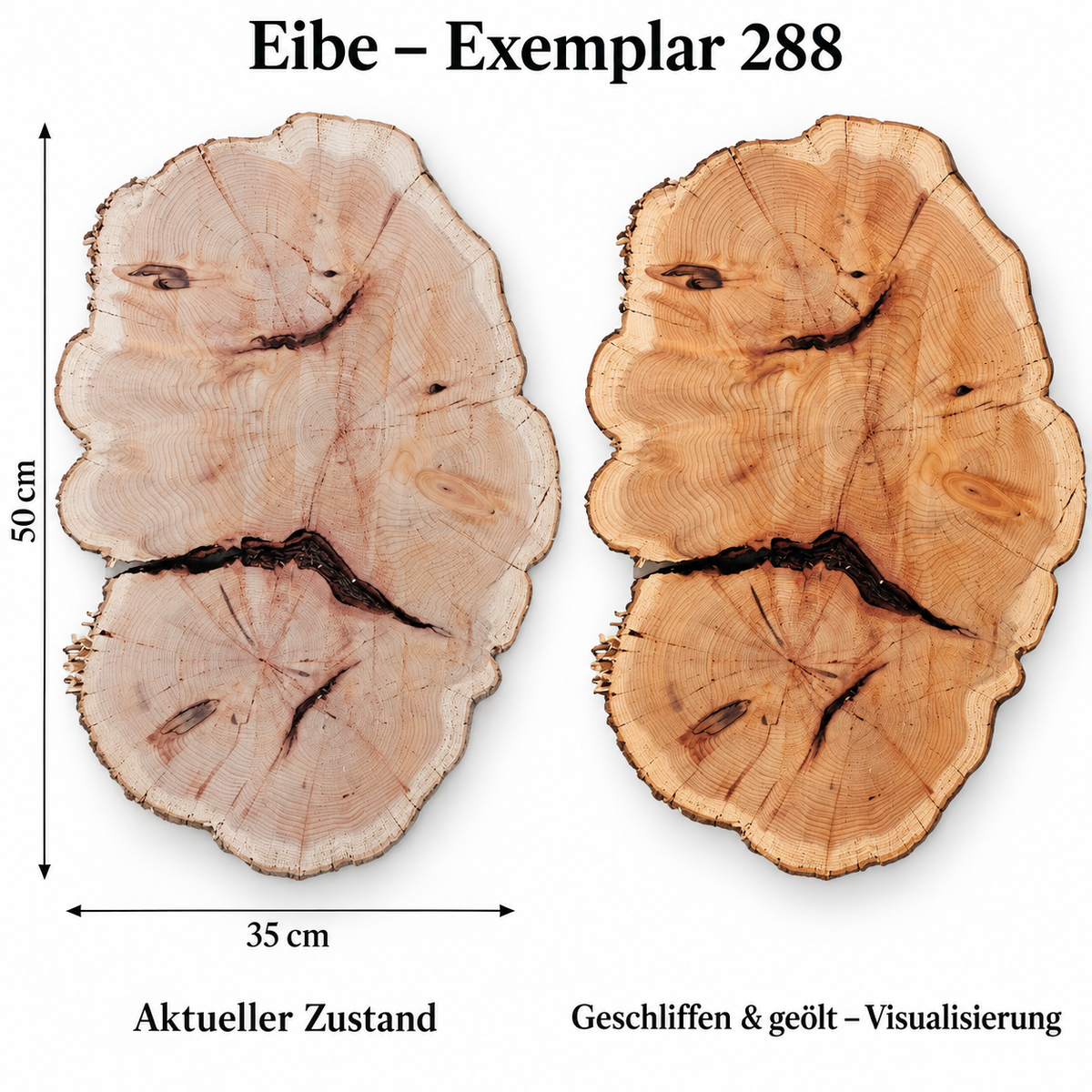 Eibe – Exemplar 288, Maße 50 × 35 cm, aktueller Zustand und geschliffen & geölt Visualisierung
