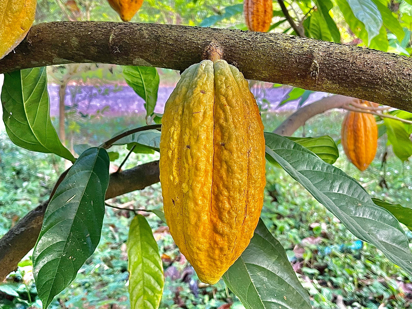Echter Kakao Theobroma cacao gekeimte Samen Rarität Zimmerpflanze
