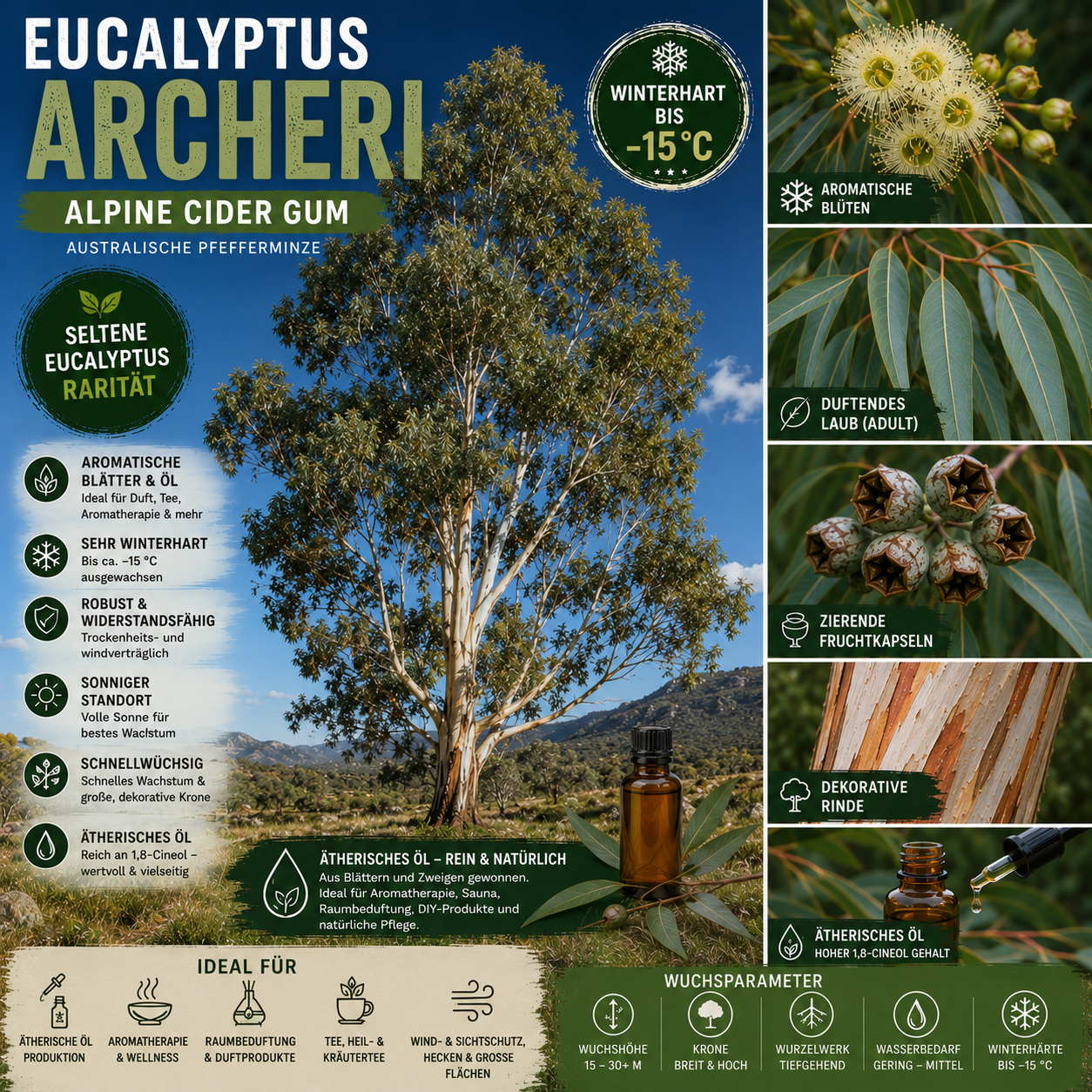 Eucalyptus archeri – Artposter