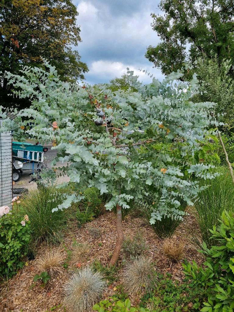 Eucalyptus – beispielhaftes Exemplar nach etwa 2 Jahren