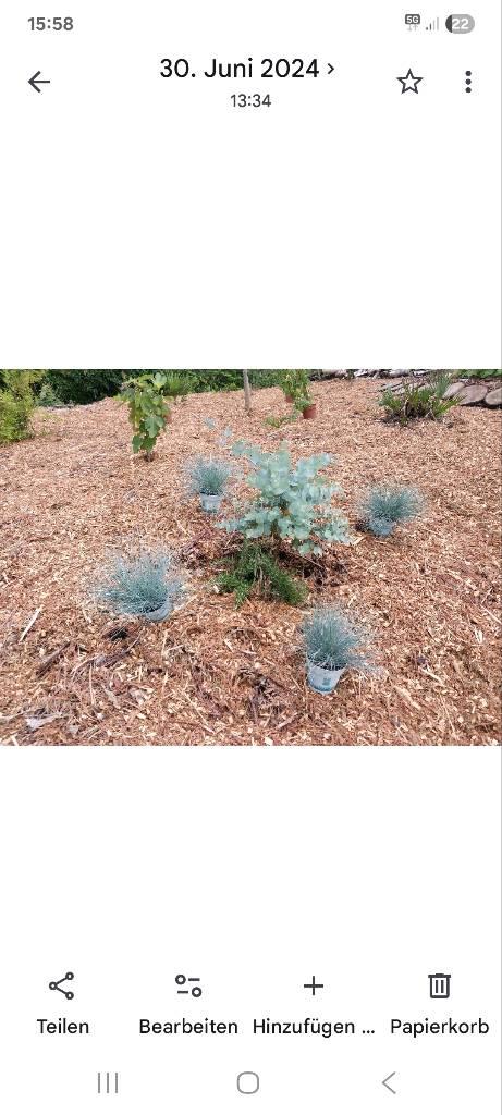 Eucalyptus – beispielhafte junge Pflanzen
