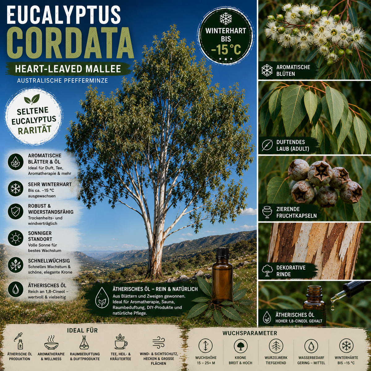 Eucalyptus cordata – Artposter