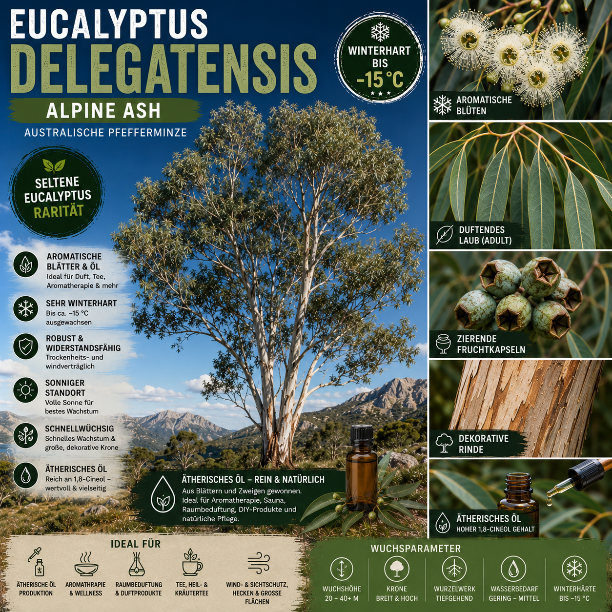 Eucalyptus delegatensis – Artposter