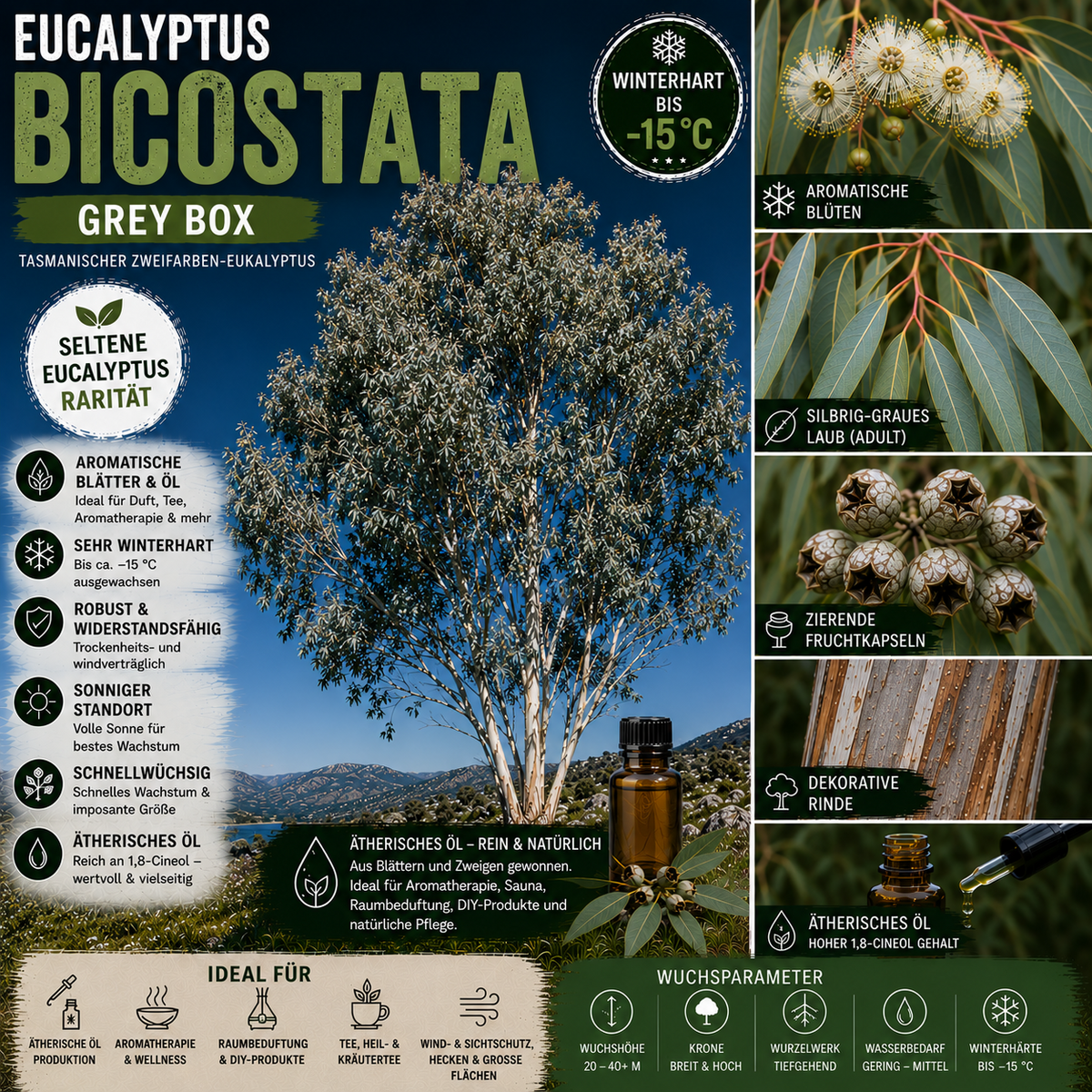 Eucalyptus globulus subsp. bicostata – Artposter