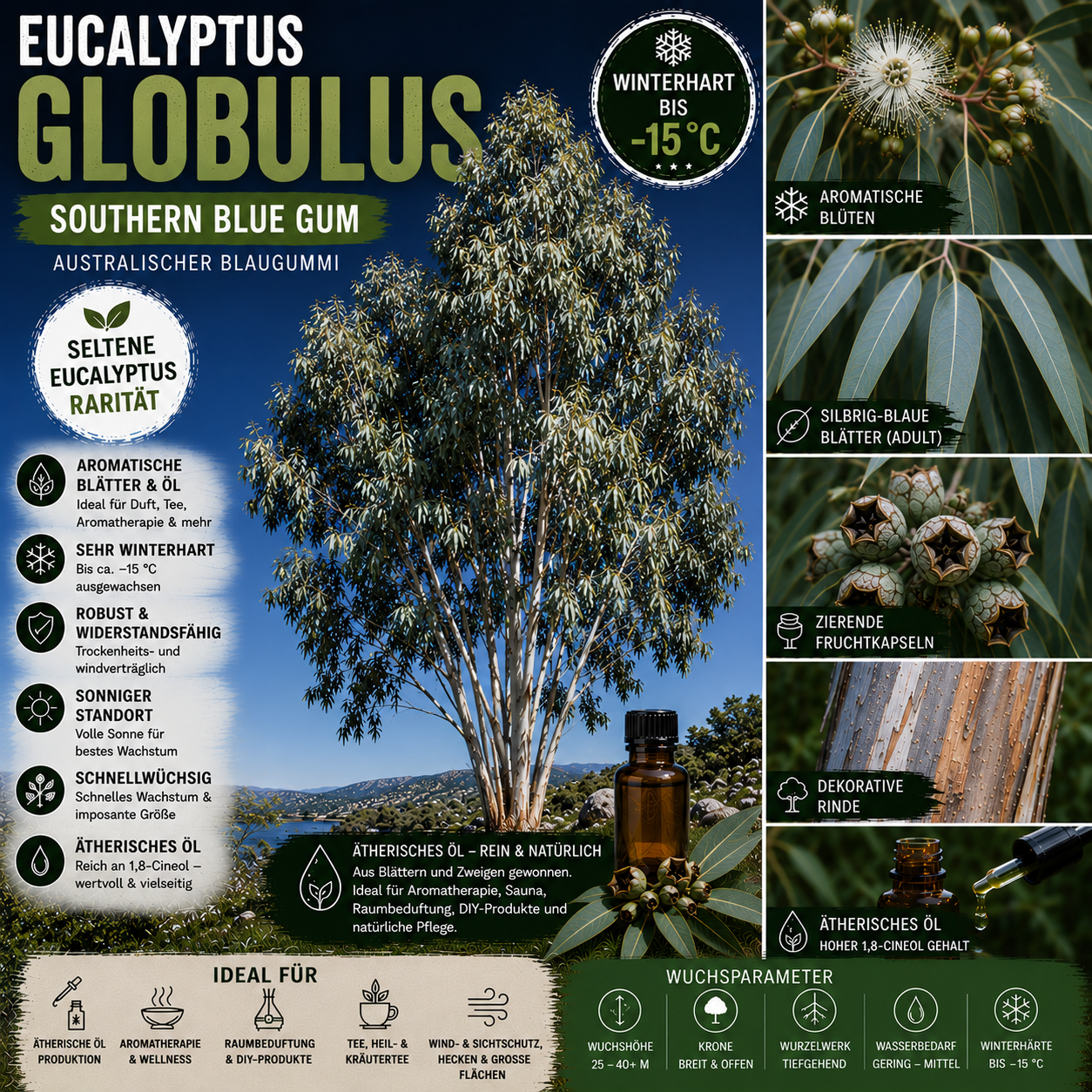 Eucalyptus globulus – Artposter