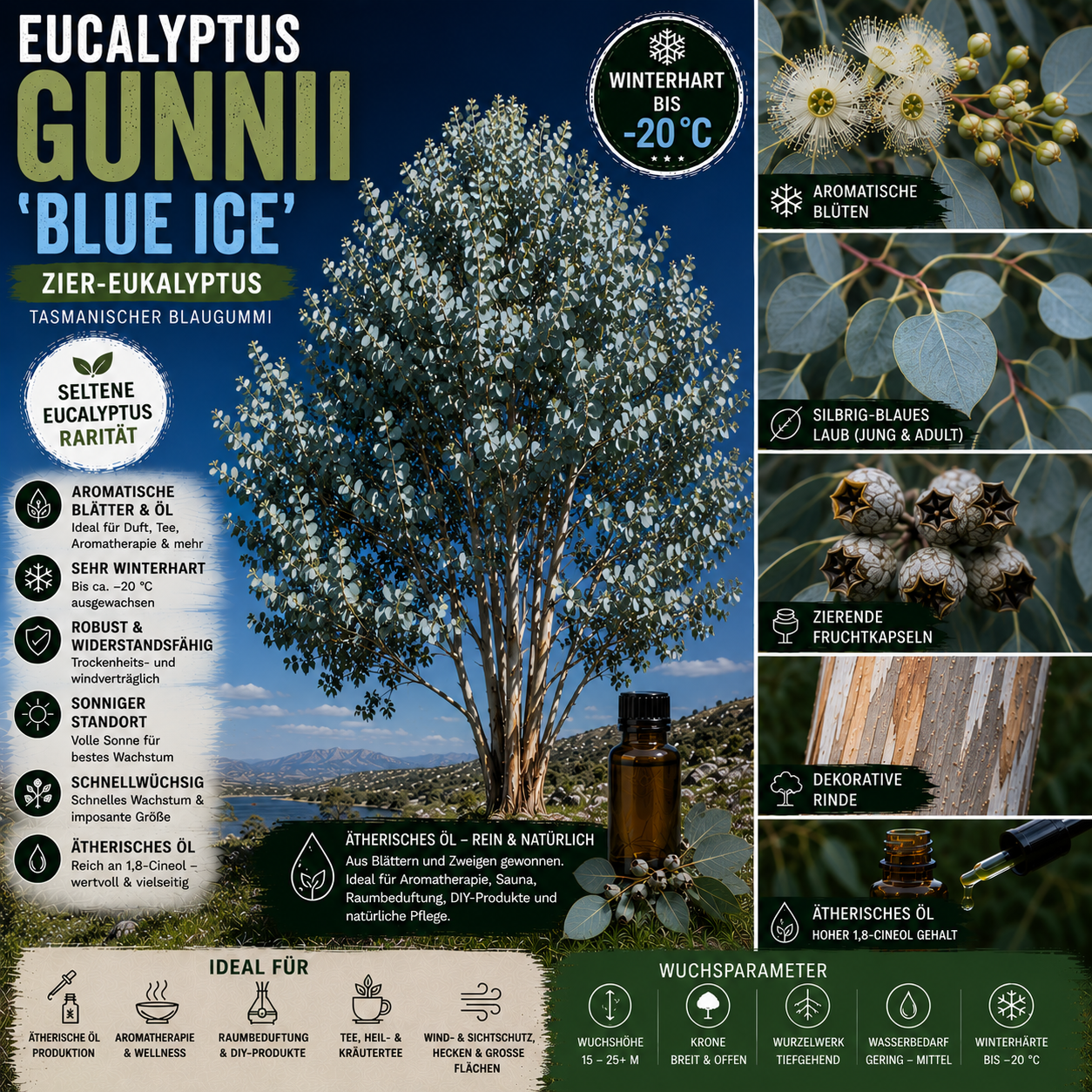 Eucalyptus gunnii 'Blue Ice' – Artposter