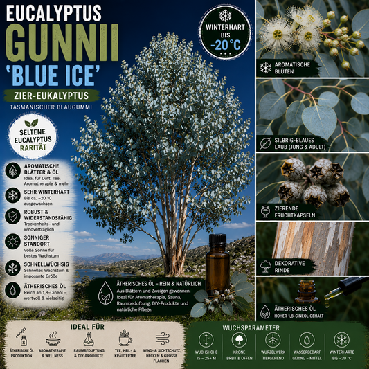 Eucalyptus gunnii 'Blue Ice' – Artposter