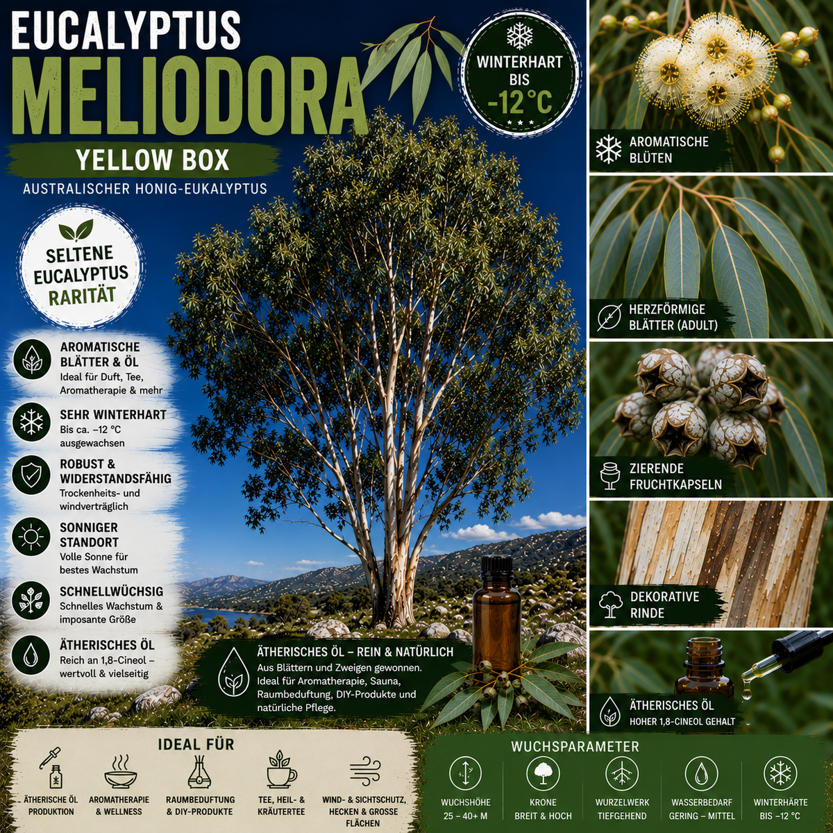 Eucalyptus melliodora – Artposter