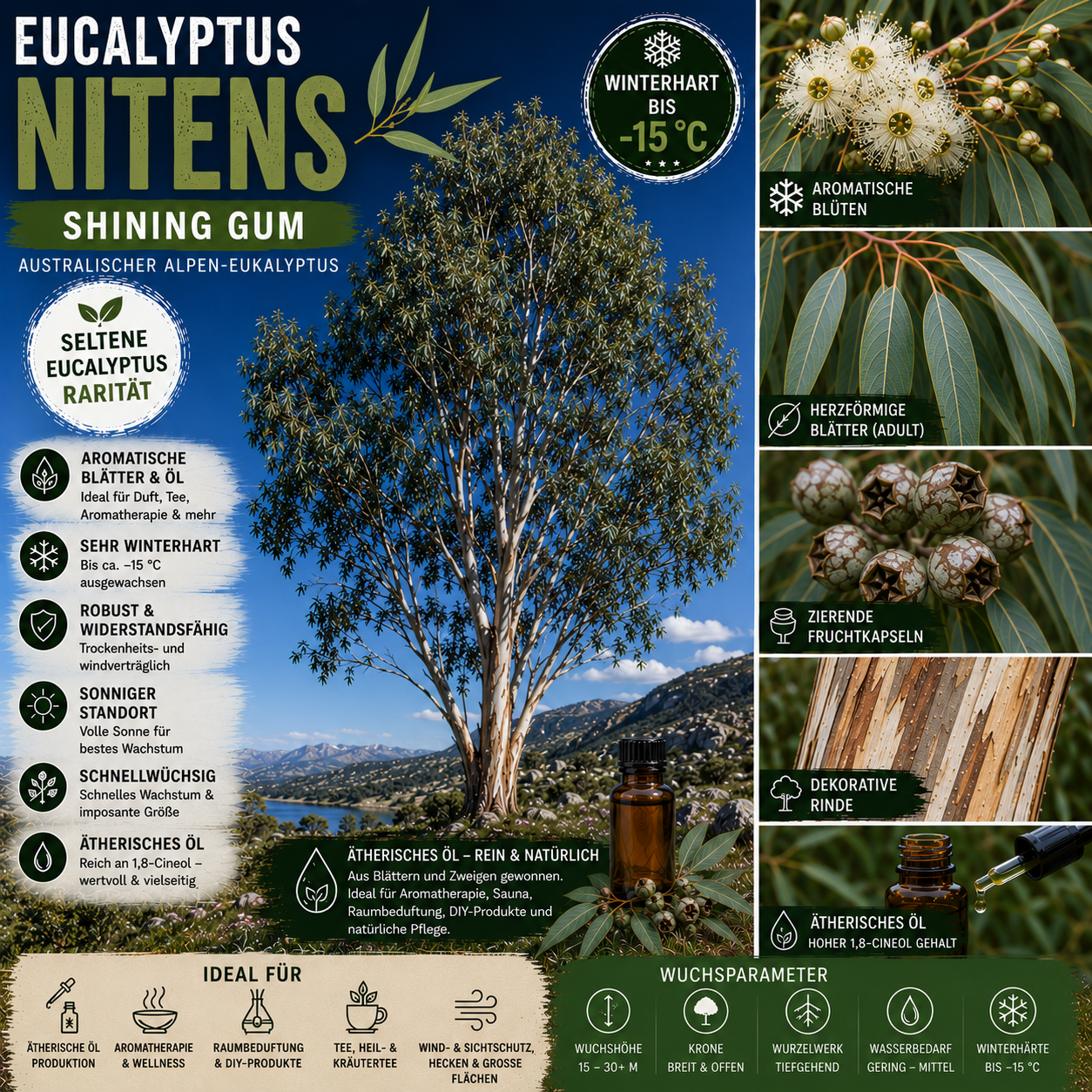 Eucalyptus nitens – Artposter