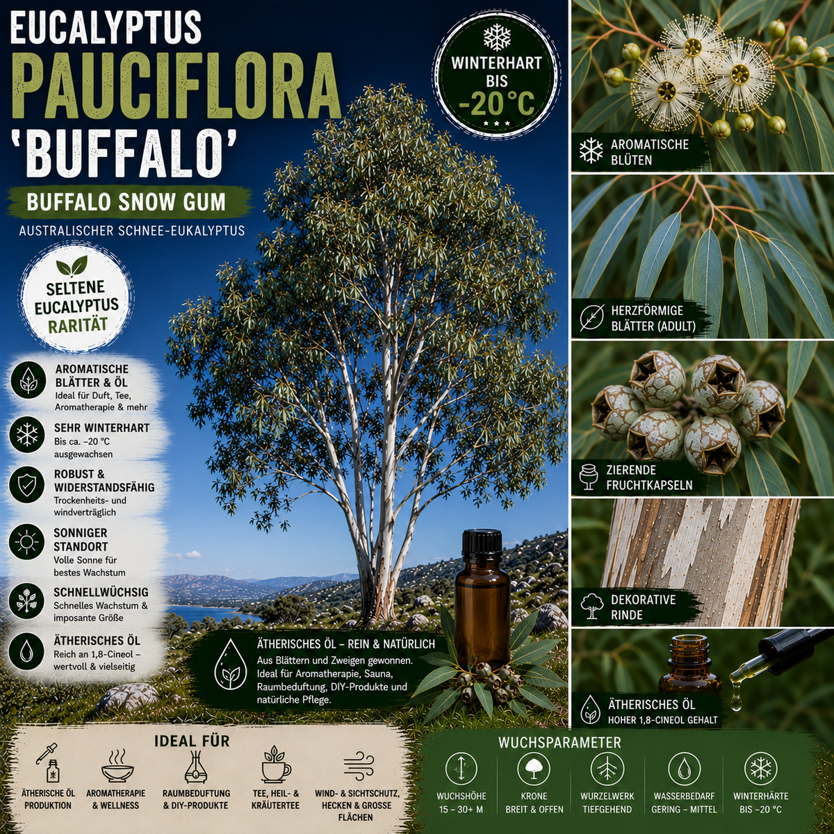 Eucalyptus pauciflora 'Buffalo' – Artposter