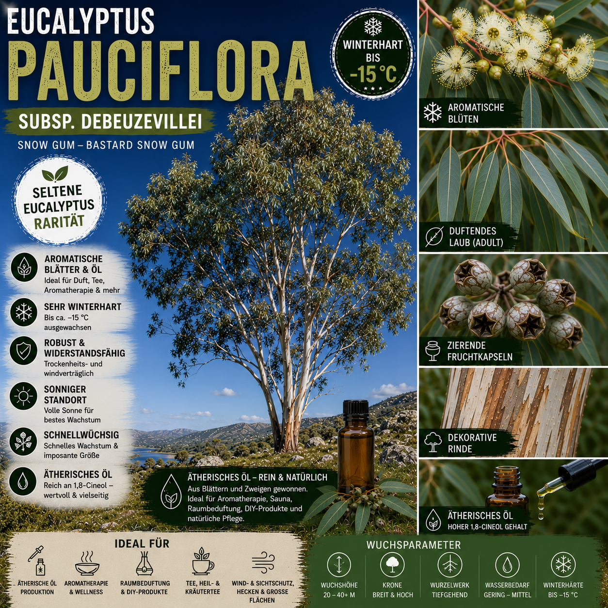Eucalyptus pauciflora subsp. debeuzevillei – Artposter