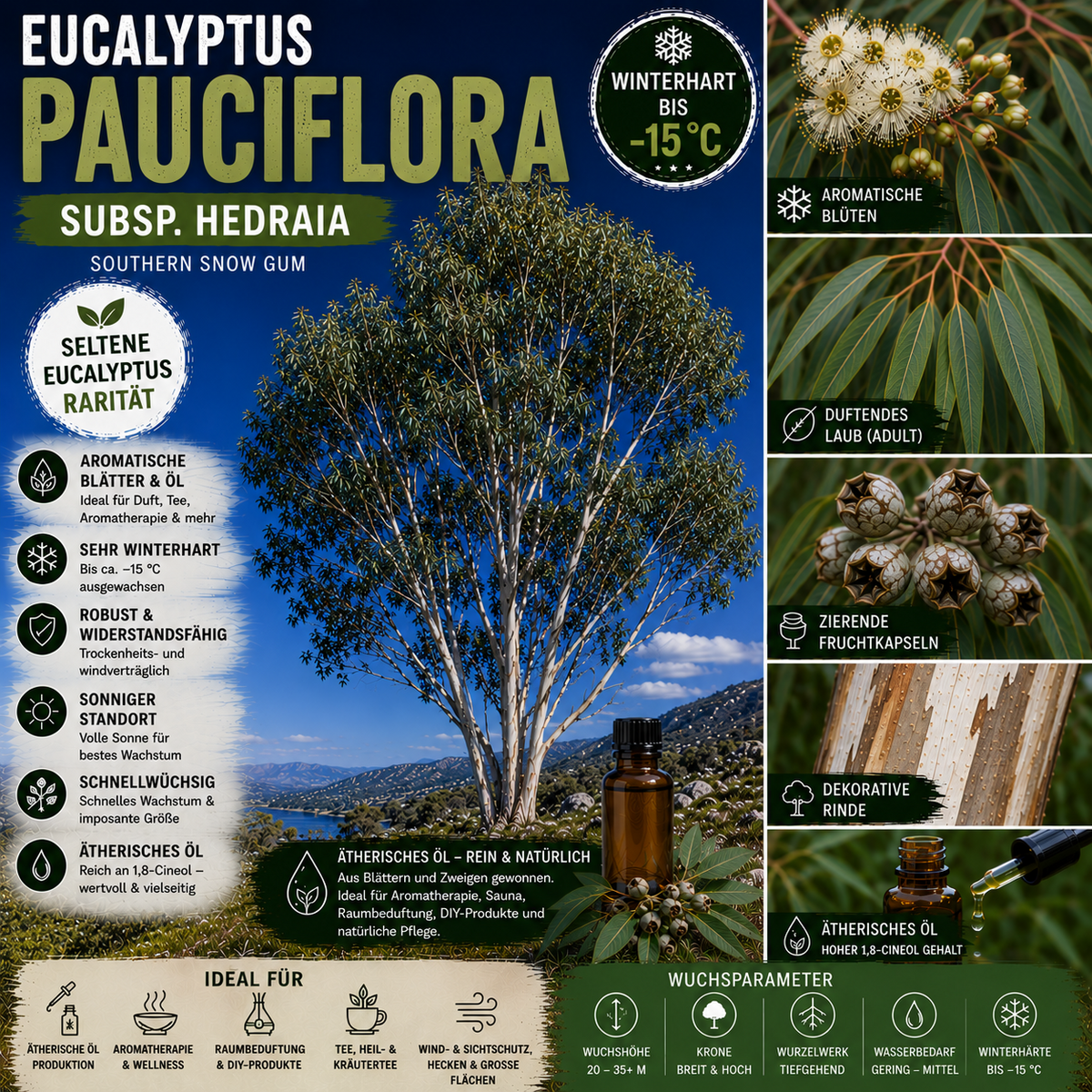 Eucalyptus pauciflora subsp. hedraia – Artposter