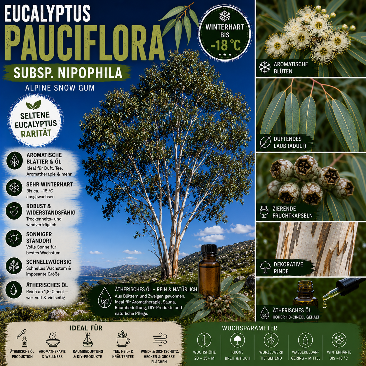 Eucalyptus pauciflora subsp. niphophila – Artposter