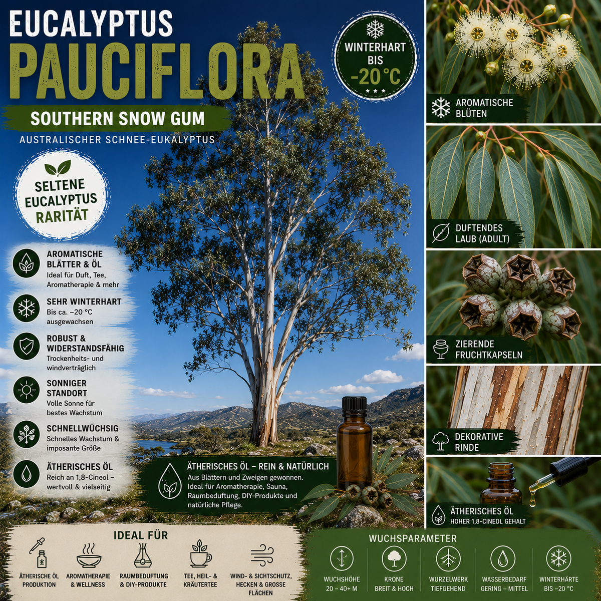 Eucalyptus pauciflora – Artposter