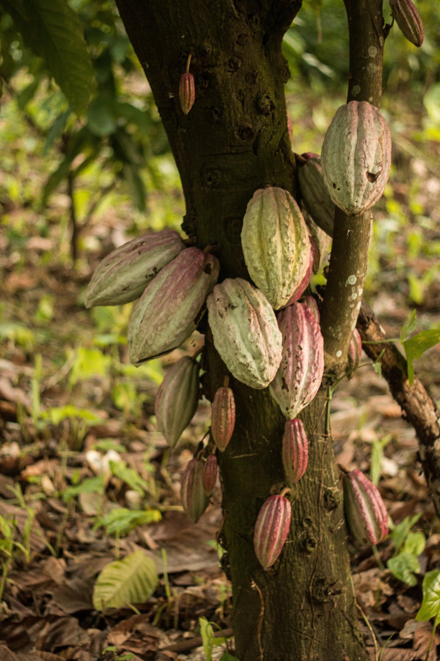 Echter Kakao Theobroma cacao gekeimte Samen Rarität Zimmerpflanze