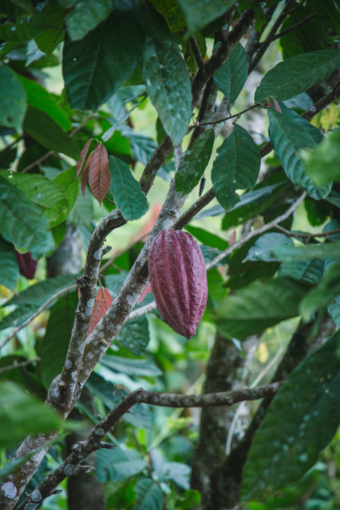 Echter Kakao Theobroma cacao gekeimte Samen Rarität Zimmerpflanze