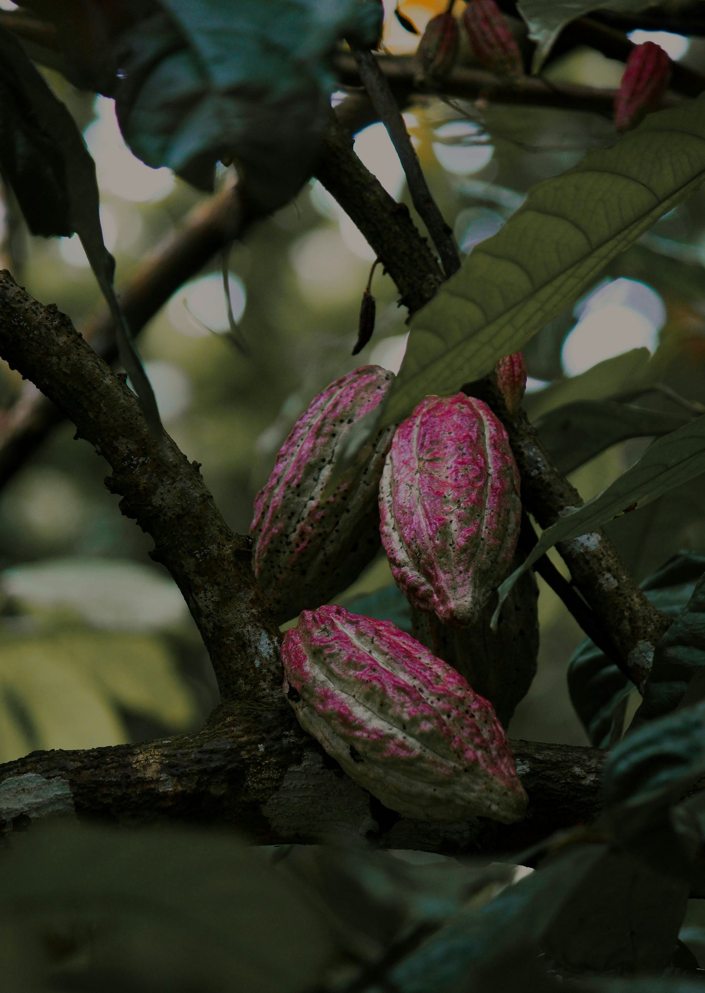 Echter Kakao Theobroma cacao gekeimte Samen Rarität Zimmerpflanze