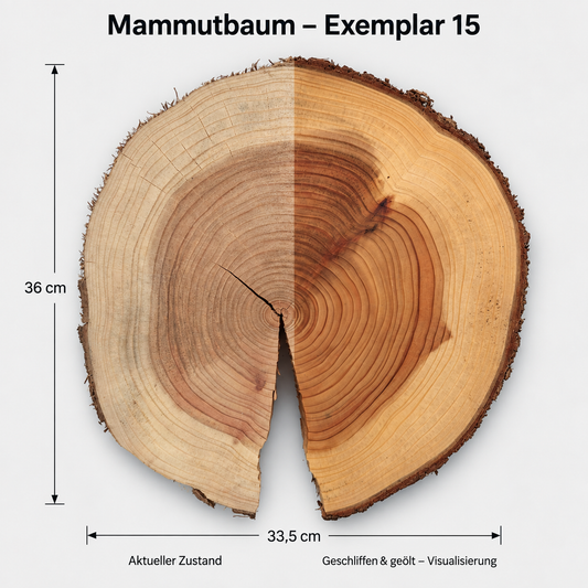 Mammutbaum – Exemplar 15: aktueller Zustand und geschliffen & geölt – Visualisierung