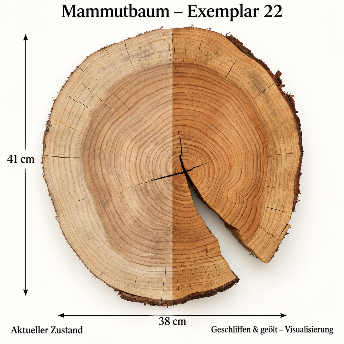 Mammutbaum – Exemplar 22: aktueller Zustand und geschliffen & geölt – Visualisierung