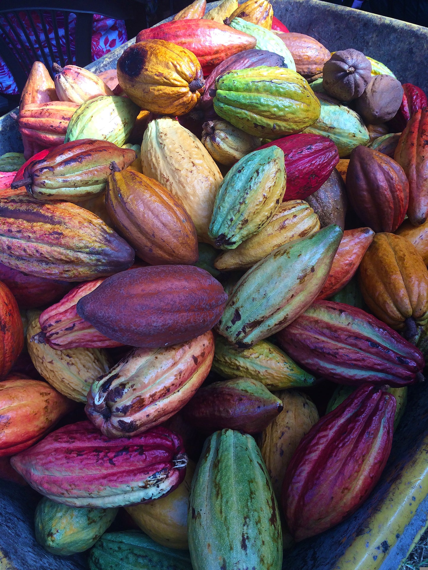 Echter Kakao Theobroma cacao gekeimte Samen Rarität Zimmerpflanze