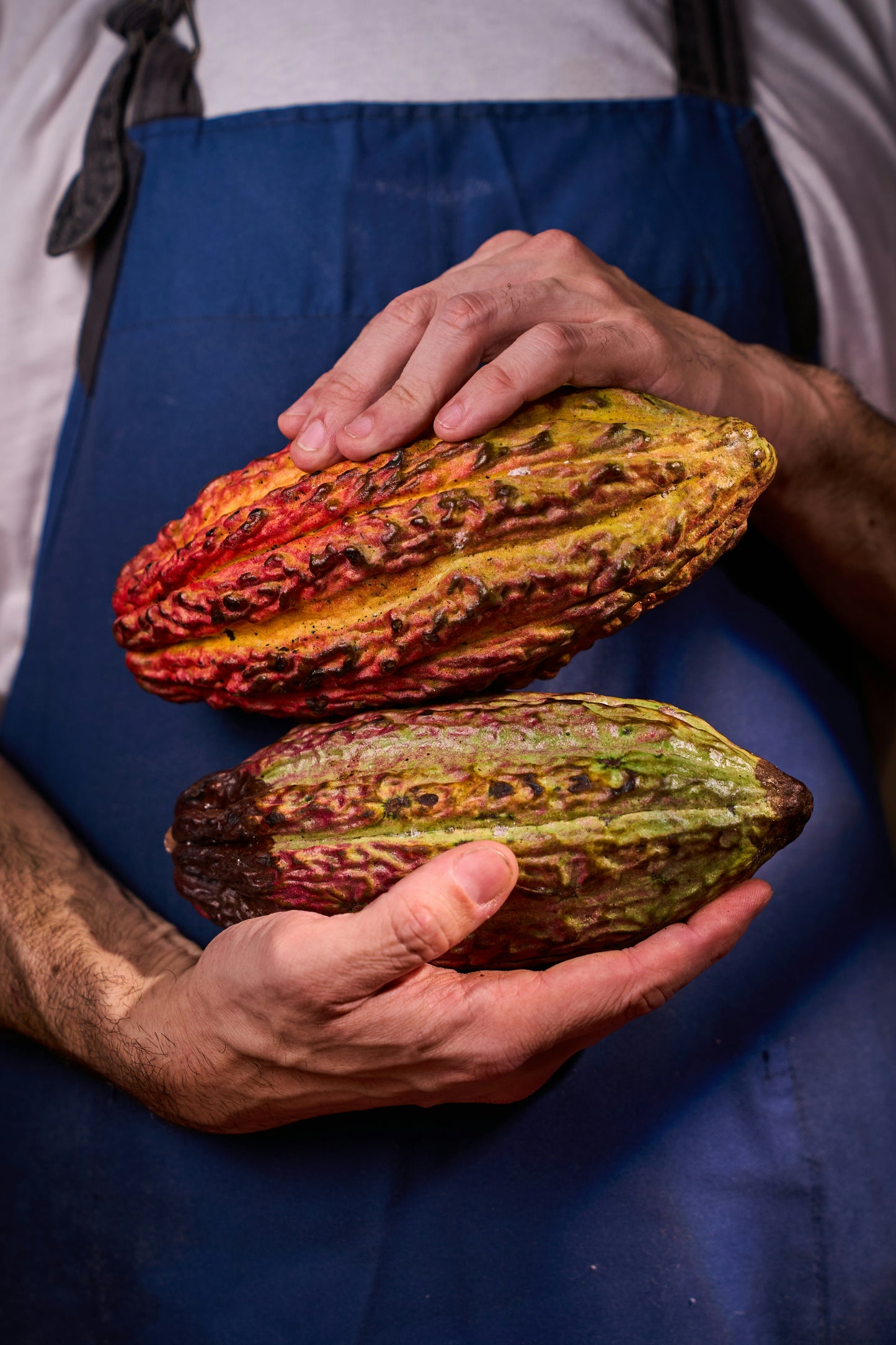 Echter Kakao Theobroma cacao gekeimte Samen Rarität Zimmerpflanze